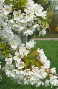 cherry-blossoms2
