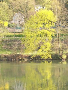 neckar_in_spring21