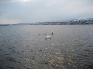 Zurich Lake with Swan encounter, Jan. 2nd, 2010