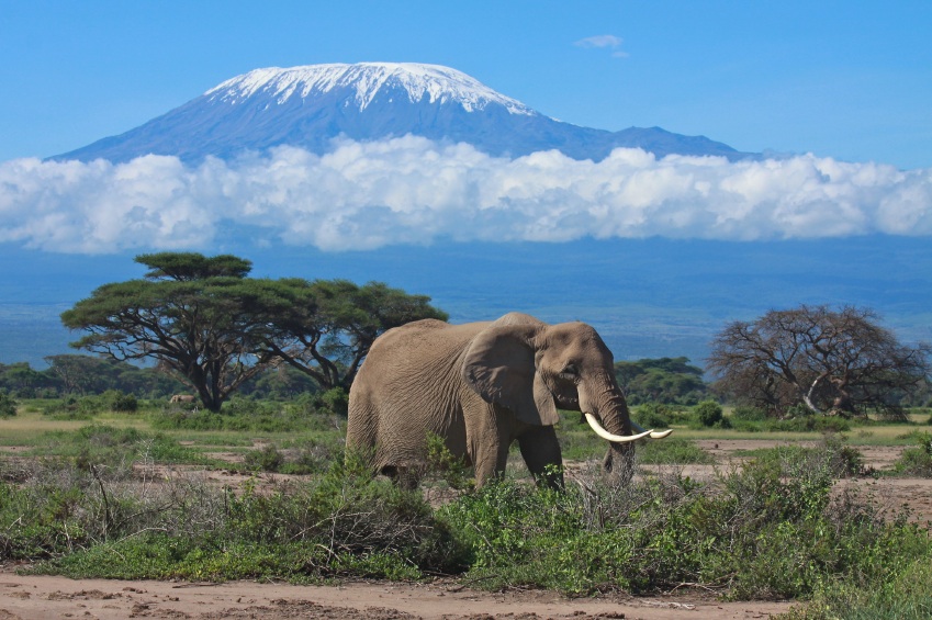 Elefant